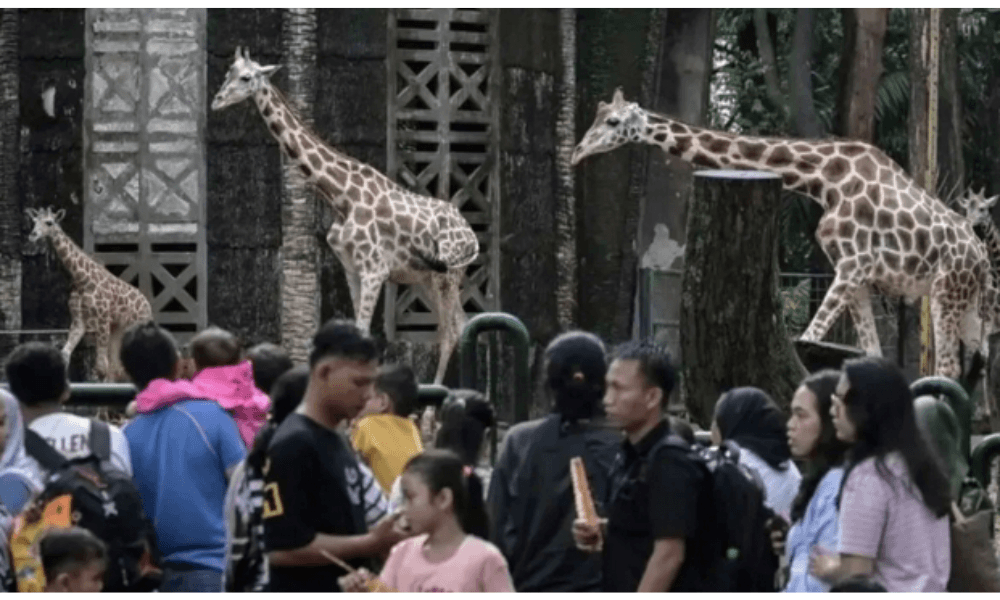 Ragunan Siapkan Lebih dari 10 Titik Parkir Antisipasi Lonjakan Pengunjung Libur Natal 2025 dan Tahun Baru 2026