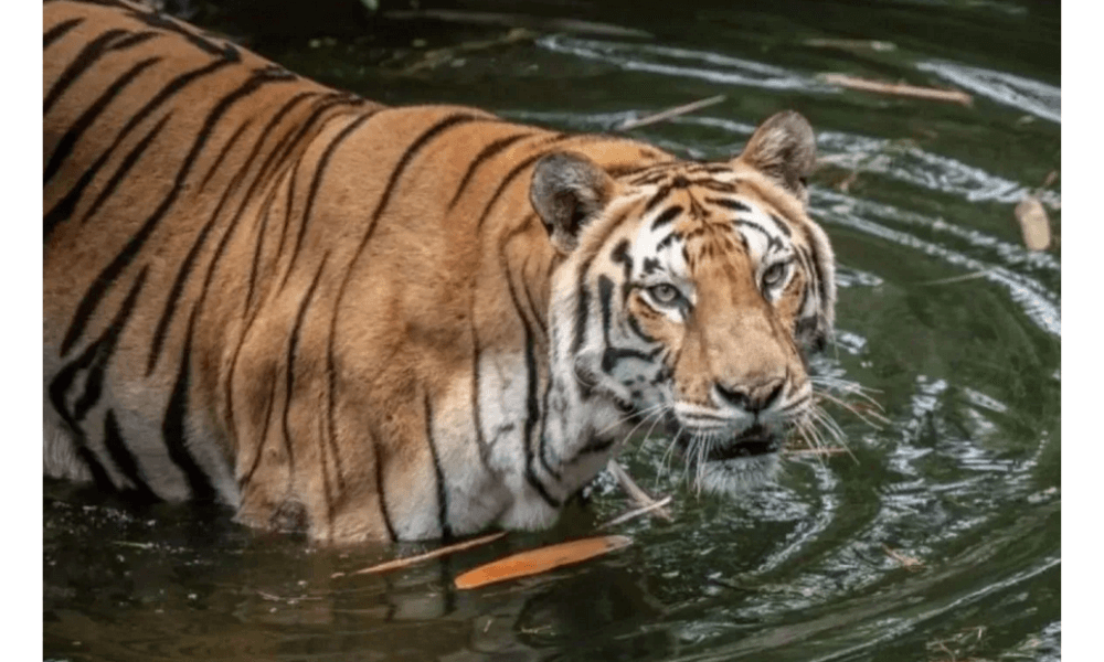 Antisipasi Pohon Tumbang saat Nataru, Ragunan Lakukan Penopingan dan Pemantauan Pepohonan