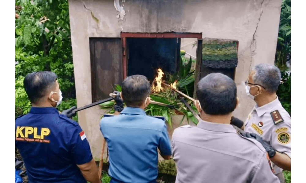 Ribuan Bibit Sawit dan Telur Belangkas Dimusnahkan Karantina Kalsel karena Tak Miliki Dokumen Resmi