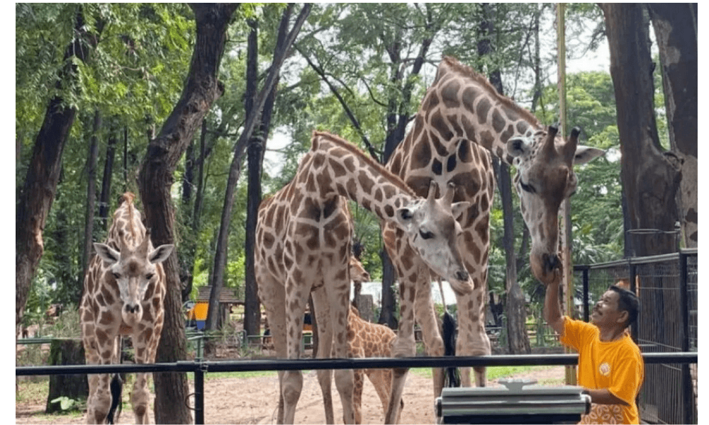 Ragunan Prediksi 50 Ribu Pengunjung Padati Kebun Binatang Saat Natal 2025