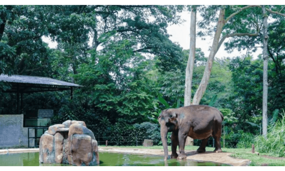 Bandung Zoo Dipastikan Tetap Jadi Ruang Terbuka Hijau, Pemkot Tegaskan Komitmen Lingkungan dan Publik