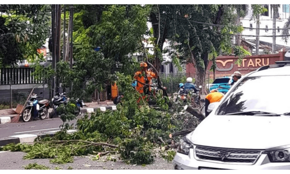 Hujan dan Angin Kencang Tumbangkan 6 Pohon di Jakarta Pusat, Satu Warga Luka Ringan