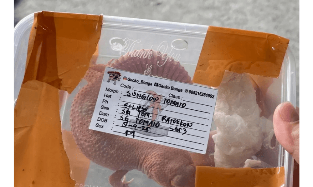 Karantina Papua Gagalkan Pengiriman Ilegal Kadal Gecko di Bandara Sentani