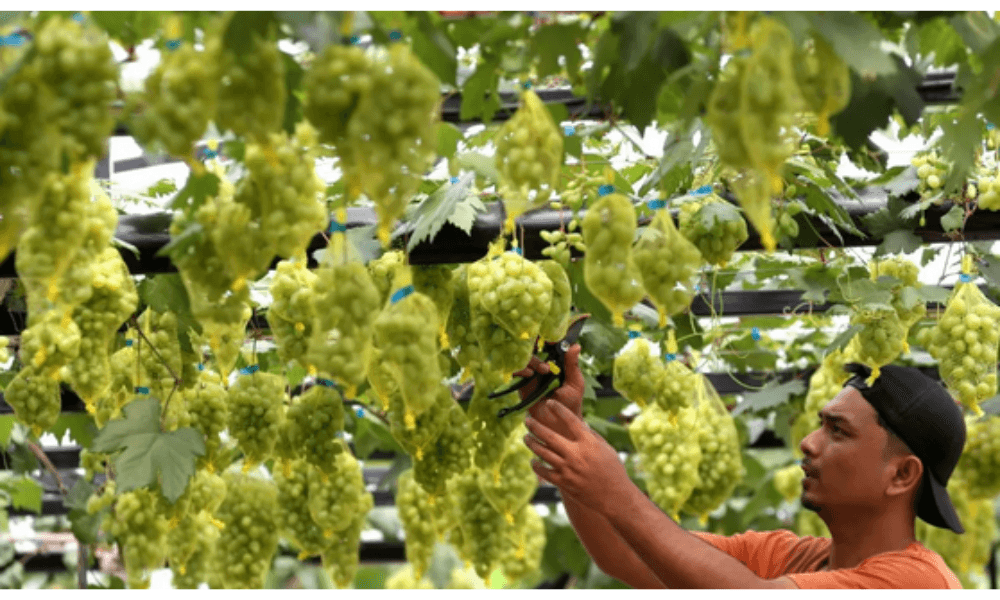 Tradisi Makanan dan Minuman Tahun Baru di Berbagai Negara: Dari Anggur Spanyol hingga Haggis Skotlandia