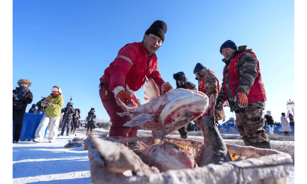 Tradisi dan Wisata Musim Dingin: Festival Tangkap Ikan di Atas Es Meriahkan Heilongjiang, China