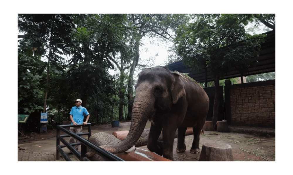 Bandung Zoo Belum Diizinkan Buka Saat Libur Tahun Baru, Pemkot Prioritaskan Pembenahan Manajemen