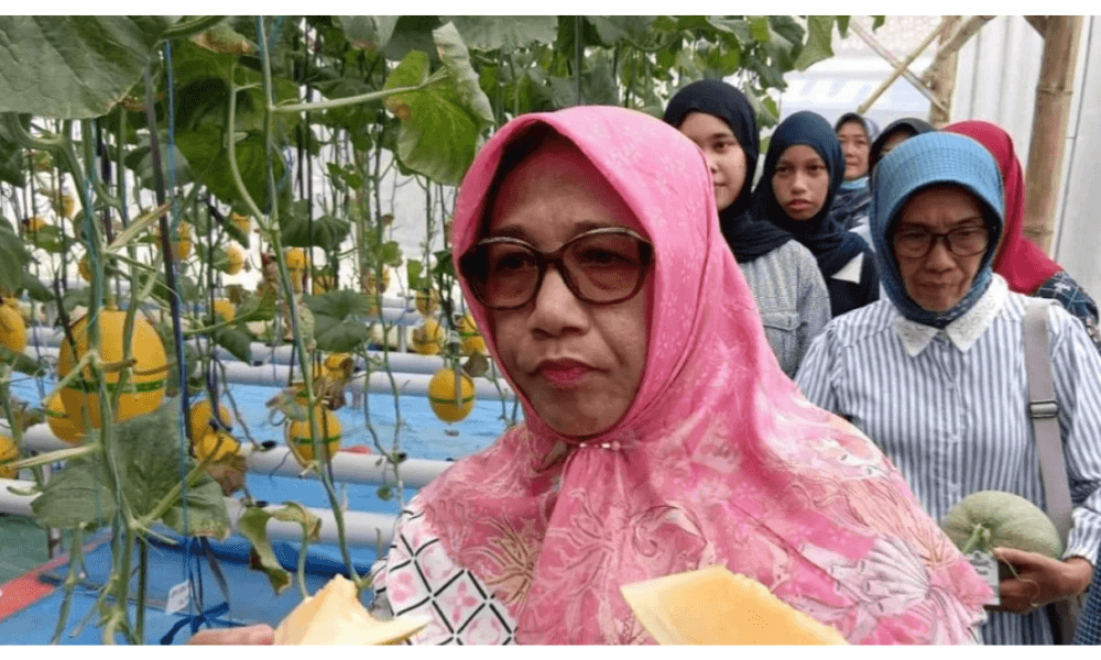 Pemkab Blora Dorong Petani Melon Hidroponik Pasok SPPG untuk Dukung Program Makan Bergizi Gratis
