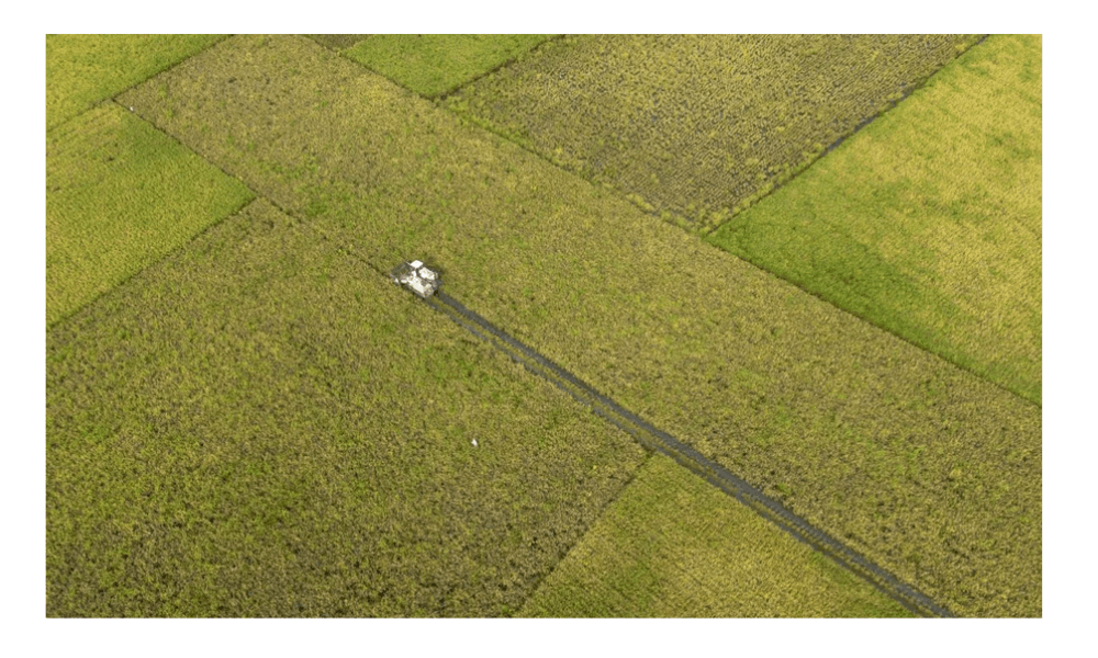 Swasembada Beras 2025 Jadi Tonggak Sejarah, Pemerintah Diminta Jaga Keberlanjutan dan Sejahterakan Petani