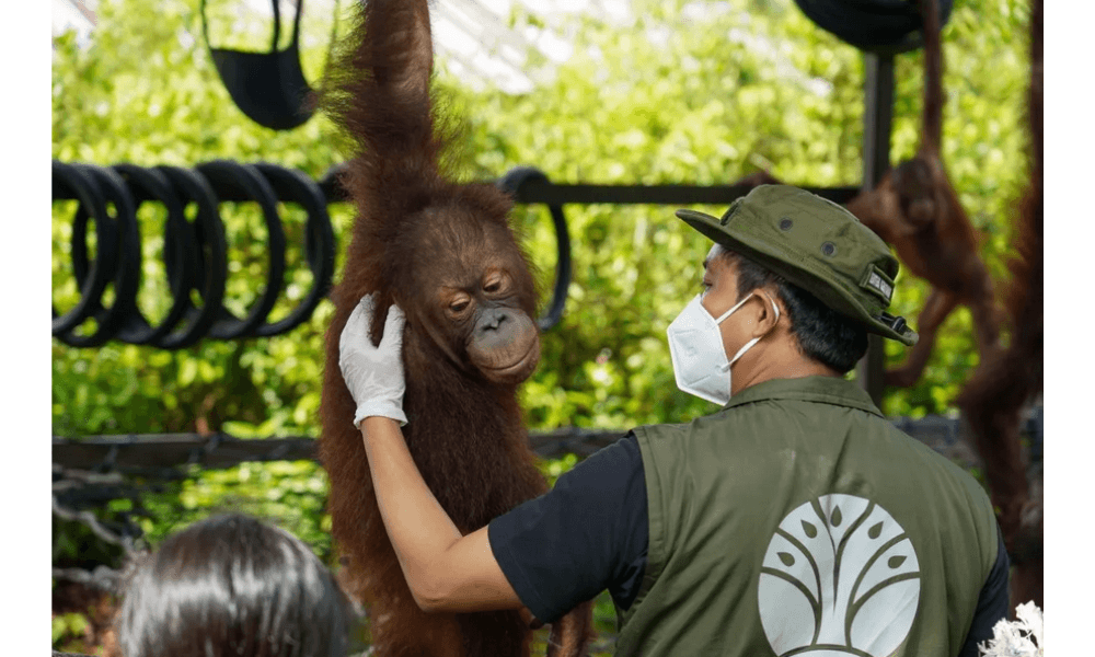 Lepas liarkan Dua Orang Utan, Menteri Kehutanan Tegaskan Komitmen Lindungi Satwa Endemik Indonesia