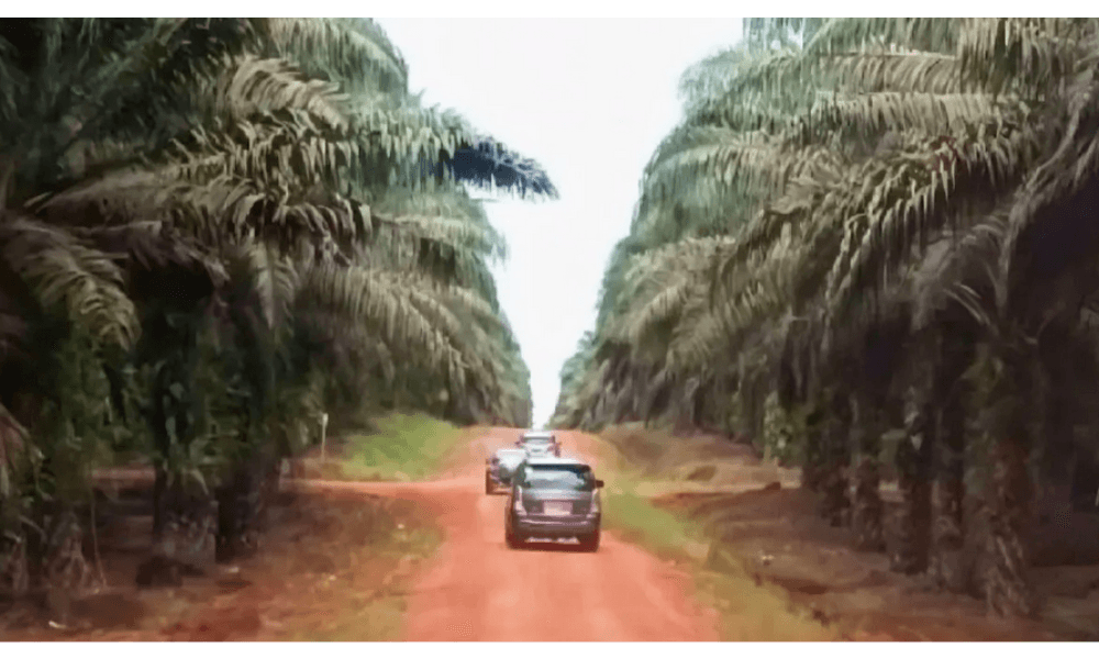 POPSI Dorong Penertiban Sawit yang Adil dan Berbasis Reforma Agraria demi Kepastian Hukum Petani