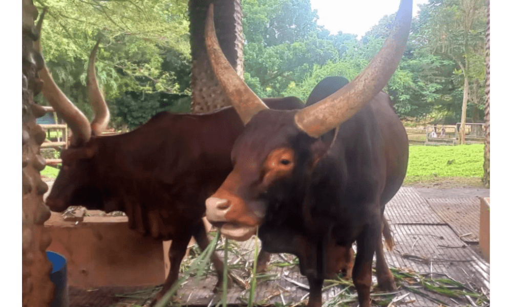 Sambut Tahun Baru 2026, Ragunan Hadirkan Sepasang Watusi sebagai Koleksi Satwa Baru