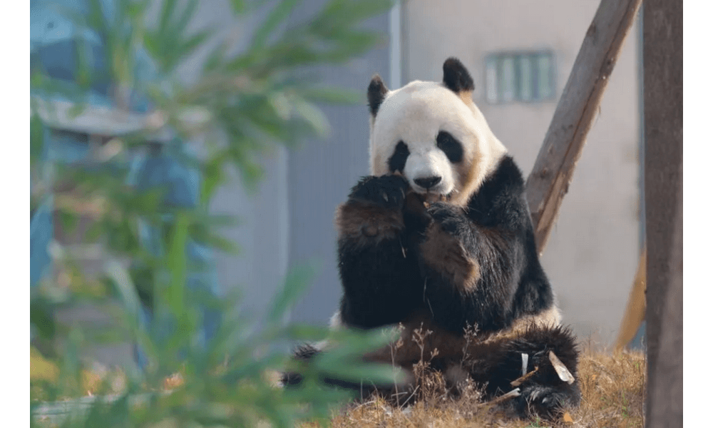 China Resmikan Pusat Konservasi Panda Raksasa Berbasis Teknologi di Sichuan