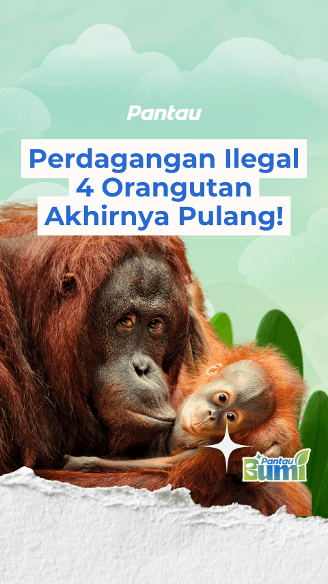 PERDAGANGAN ILEGAL 4 ORANG UTAN AKHIRNYA PULANG!