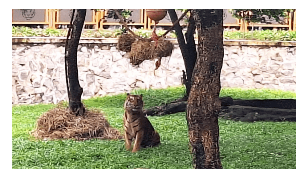 Pakan dan Kesehatan 30 Harimau di Ragunan Dijamin Terpenuhi, Proses Bonding Jadi Kunci Perawatan