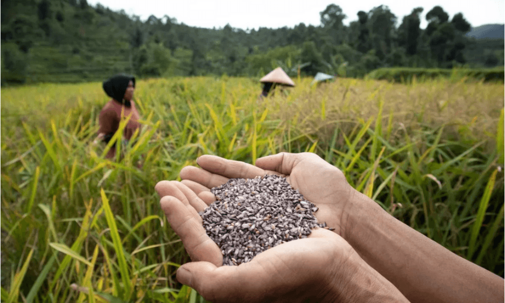 Dari "Padi Terlarang" Menjadi Simbol Harapan: Petani Gunung Halu Jaga Produksi Beas Hideung di Tengah Tantangan