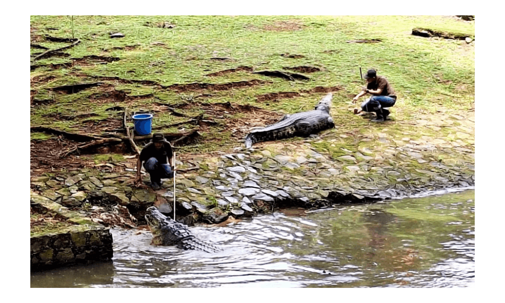 Puncak Pengunjung Taman Margasatwa Ragunan pada 1 Januari Diprediksi Tembus 100 Ribu Orang