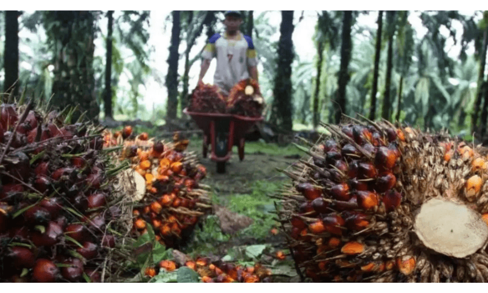 Kemendag: Harga CPO Melemah pada Januari 2026 akibat Permintaan Global yang Turun