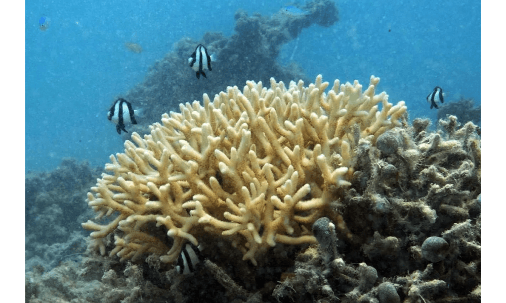 Studi Ungkap Terumbu Karang Atur Ritme Harian Mikroba Laut di Teluk Aqaba