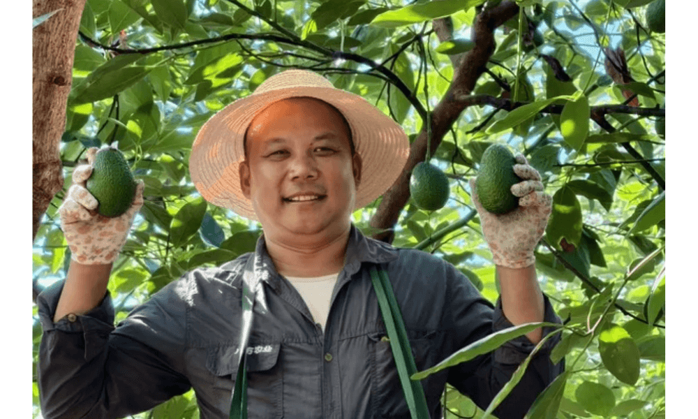 Setelah Singapura, Alpukat Yunnan Kini Tembus Pasar Malaysia dalam Lima Hari Pengiriman