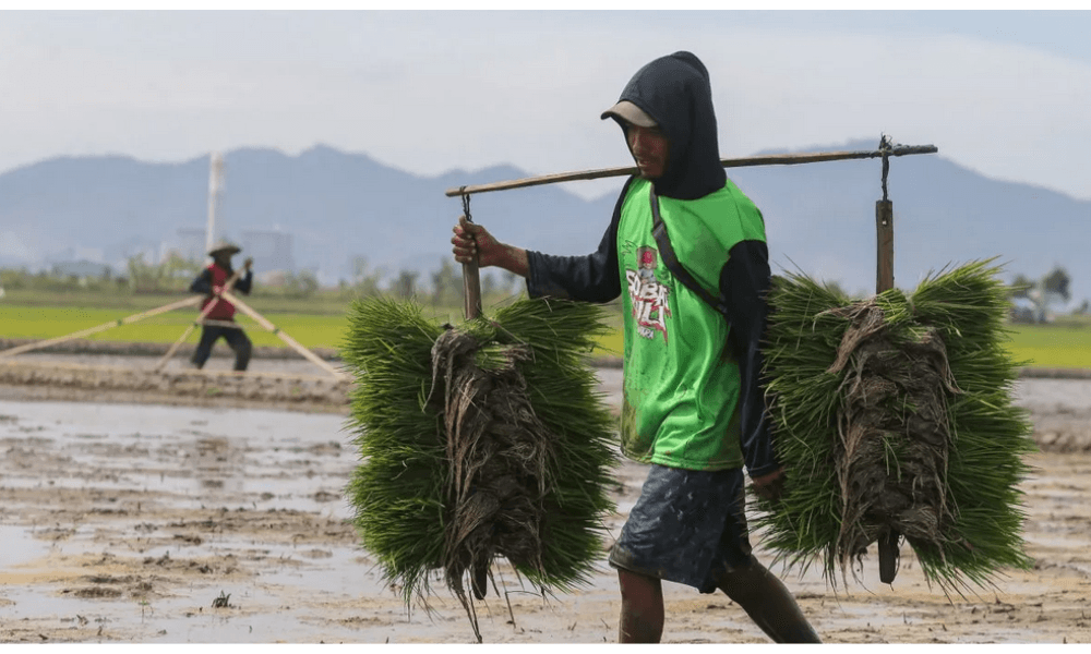Strategi Jangka Panjang Hindari Jebakan Impor: Indonesia Uji Konsistensi Swasembada Beras pada 2026