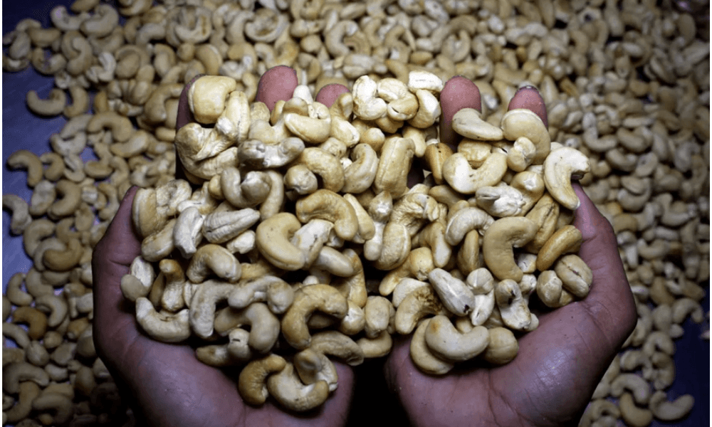 Ekspor Kacang Mete Kamboja Tembus 1,5 Miliar Dolar AS pada 2025, Vietnam Jadi Tujuan Utama