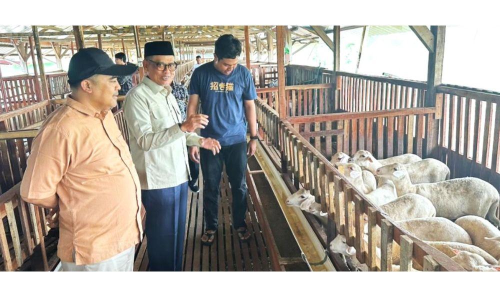 Inovasi Peternakan Ala Wagyu Jepang, Fikri Faqih Puji Peternak Muda Tegal yang Ubah Kambing Jadi Komoditas Premium