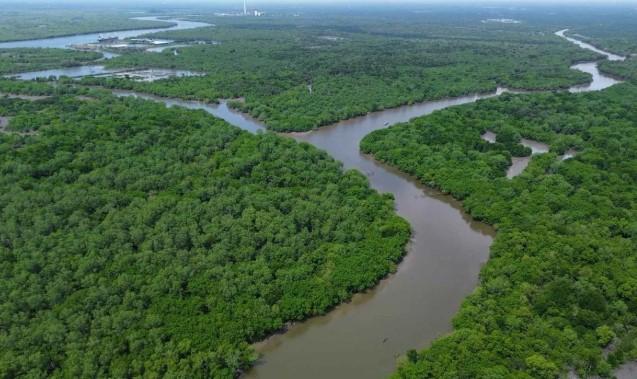 Kementerian Kehutanan Tanam Lebih dari 20 Juta Mangrove di Empat Provinsi Prioritas