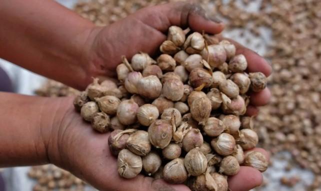 Rempah Nusantara Berpeluang Bangkit sebagai Kekuatan Ekonomi Global Lewat Hilirisasi