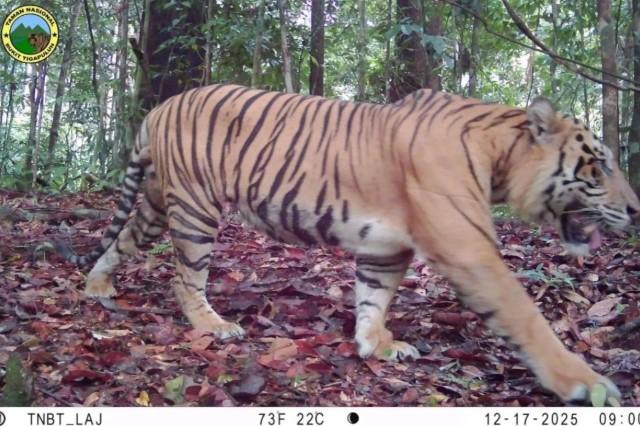 Empat Harimau Sumatra Terekam Kamera di TN Bukit Tigapuluh, Tanda Ekosistem Masih Terjaga