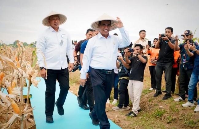 Bulog Diminta Serap Jagung Produksi Polri, Panen Raya Capai 743 Ribu Ton di 36 Wilayah