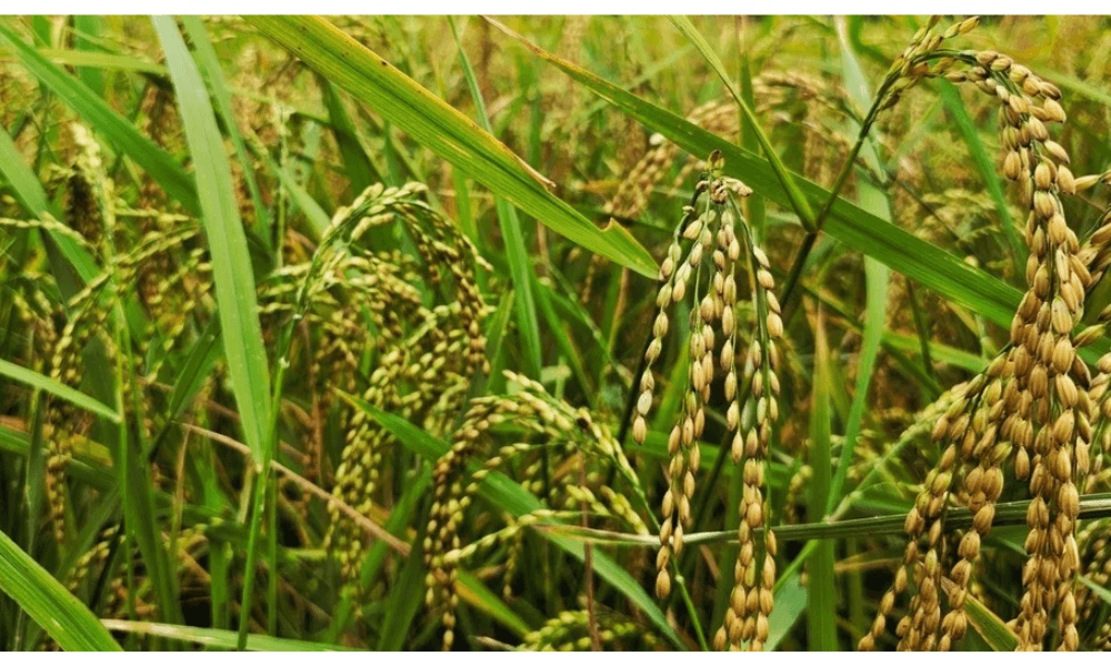 Setelah Puluhan Tahun, Desa Sebadai Ulu Natuna Sukses Panen Perdana Padi Gogo