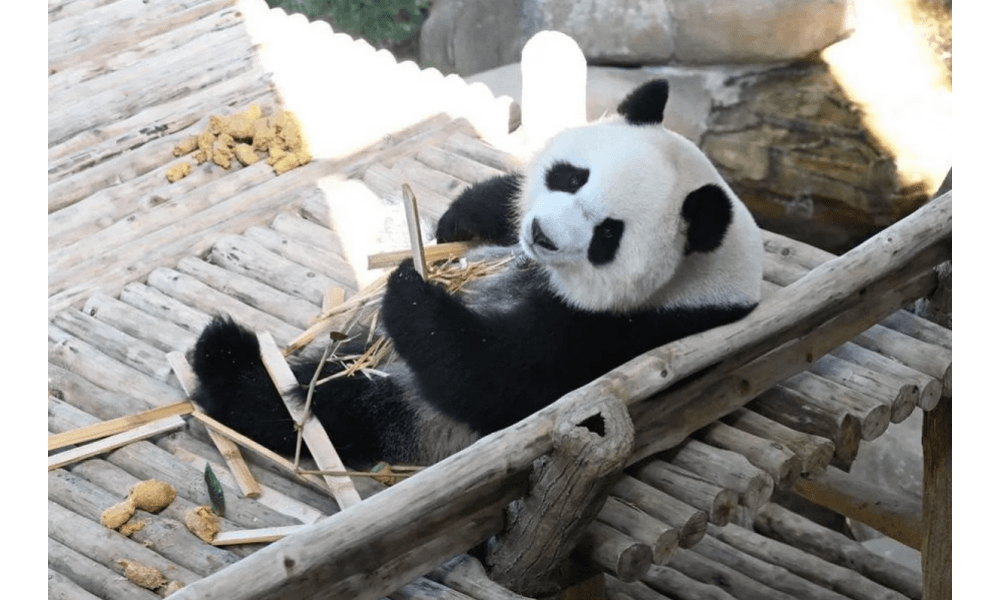 Malaysia Sambut Sepasang Panda Raksasa Baru dari China, Disambut Meriah Publik dan Perdana Menteri