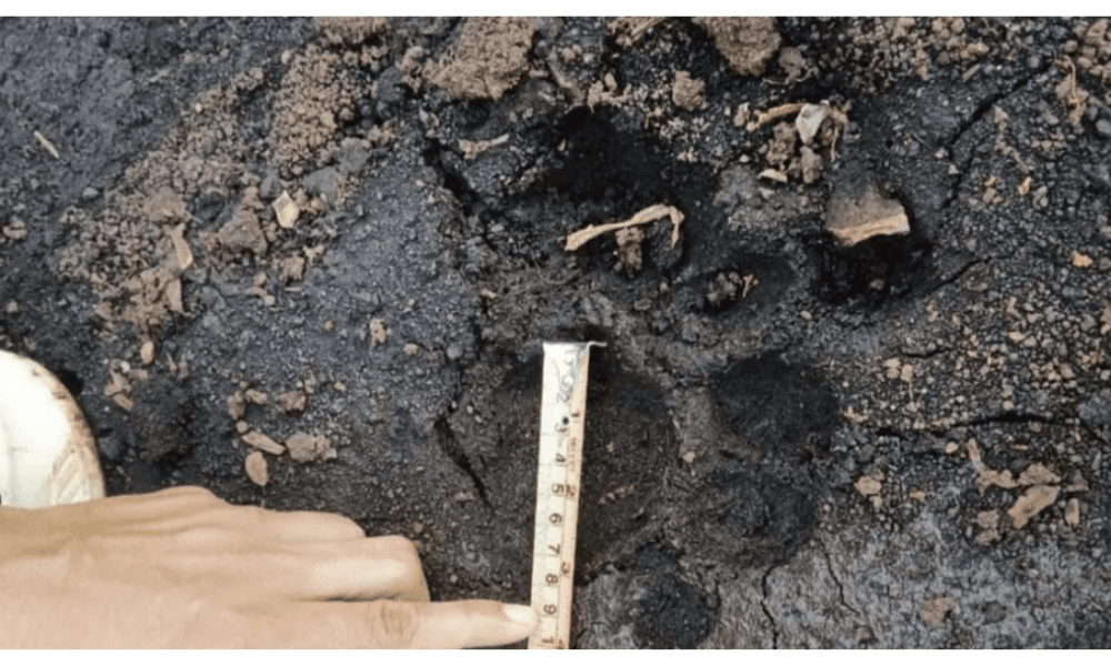 Warga Siak Bertemu Harimau Sumatra di Perkebunan Sawit, BBKSDA Temukan Jejak Sepanjang 12 Sentimeter