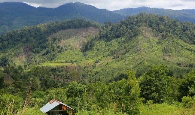 Pakar Hukum Kehutanan Mengingatkan Denda Administratif Berisiko Mengancam Keberlanjutan Industri Sawit Nasional