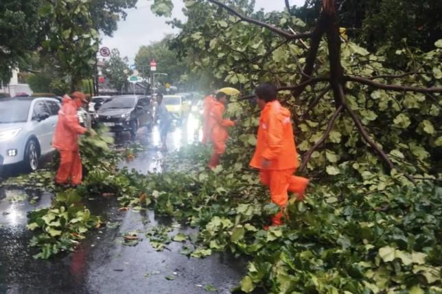 Hujan Deras Sebabkan Pohon Tumbang di Kemang Raya dan Pakubuwono VI Jakarta Selatan
