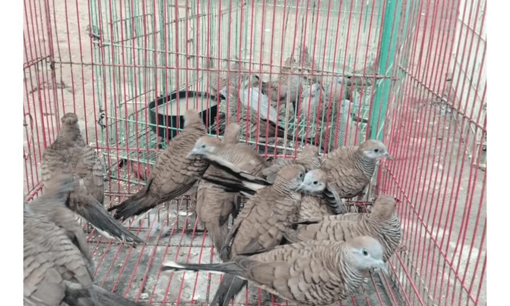 KSDA Gagalkan Masuknya 48 Ekor Burung Tanpa Dokumen di Pelabuhan Maumere