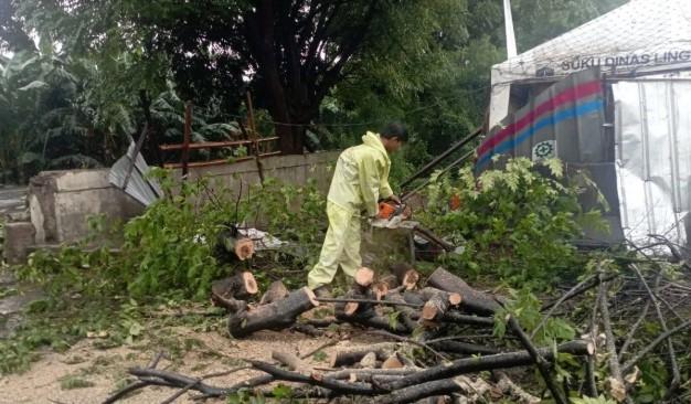 Hujan Disertai Angin Kencang, Pemkot Jakarta Timur Evakuasi Tujuh Pohon Tumbang dan Sempal