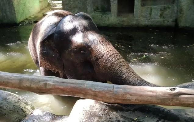 BKSDA Bali Ancam Cabut Izin Lembaga Konservasi yang Langgar Larangan Gajah Tunggang