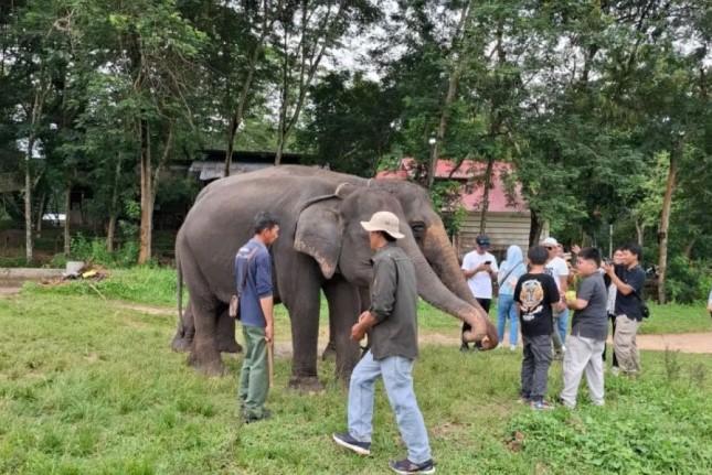 Taman Nasional Way Kambas Ditutup Sementara Akibat Konflik Gajah Liar dan Keterbatasan Personel