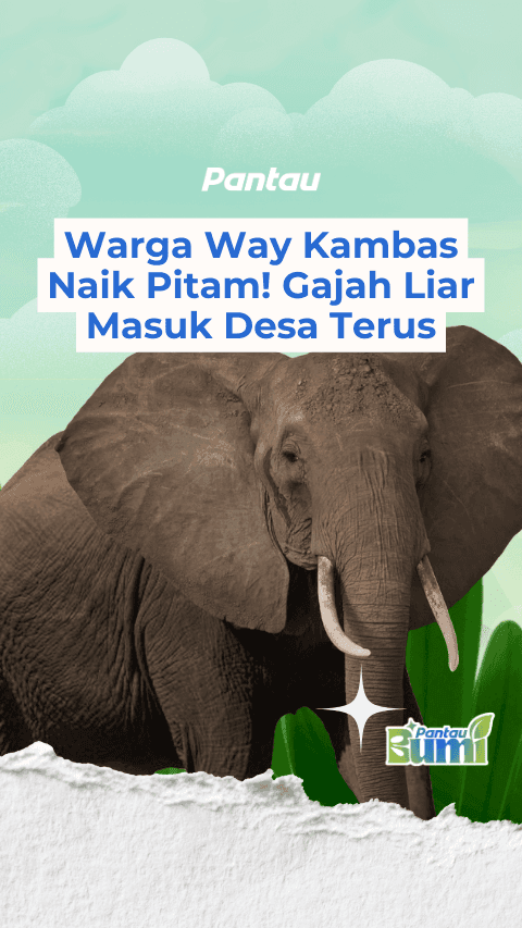 WARGA WAY KAMBAS NAIK PITAM! GAJAH LIAR MASUK DESA TERUS