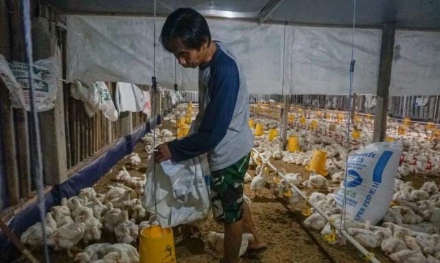 Pemprov NTB Kembangkan Hilirisasi Unggas Terintegrasi untuk Perkuat Kemandirian Pangan Daerah