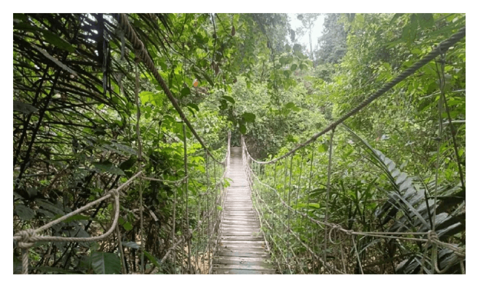 Kalimantan Timur Pertahankan Tutupan Hutan 62 Persen, Dapat Pengakuan Internasional dan Dana Kompensasi