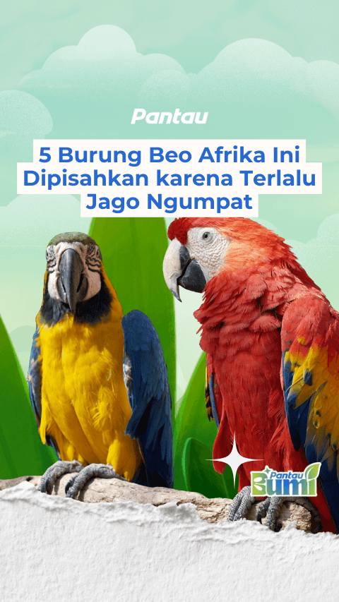 5 BURUNG BEO AFRIKA INI DIPISAHKAN KARENA TERLALU JAGO NGUMPAT
