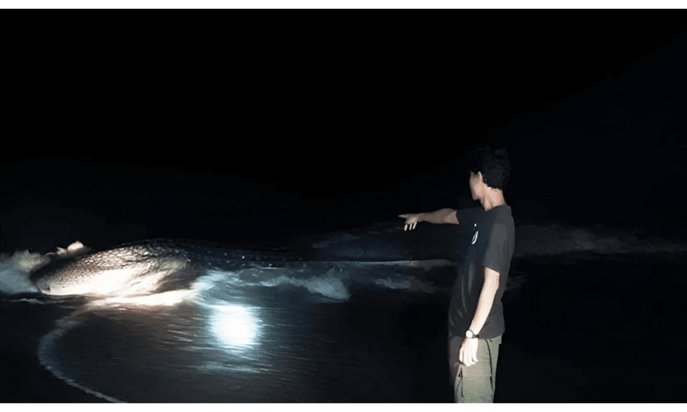 BKSDA NTB Klarifikasi: Hiu Paus yang Terdampar di Bima Berhasil Kembali ke Laut dalam Kondisi Hidup