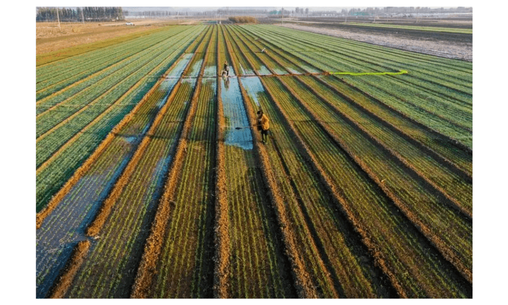 China Umumkan Rencana Aksi Percepat Modernisasi Pertanian Lewat 500 Zona Percontohan