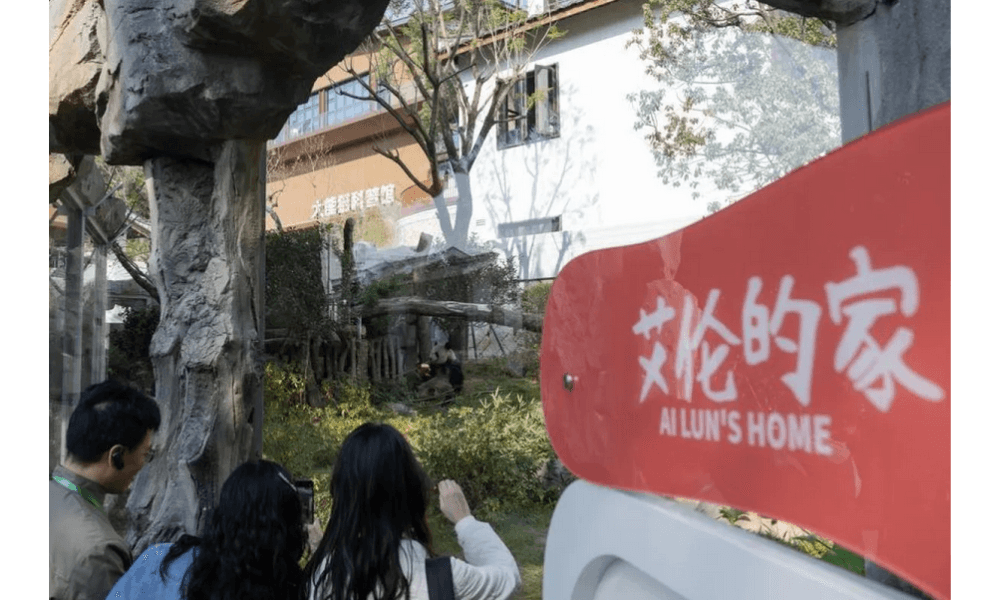 Lima Panda Raksasa Tampil Perdana di Fuzhou Panda World, Disambut Antusias Publik