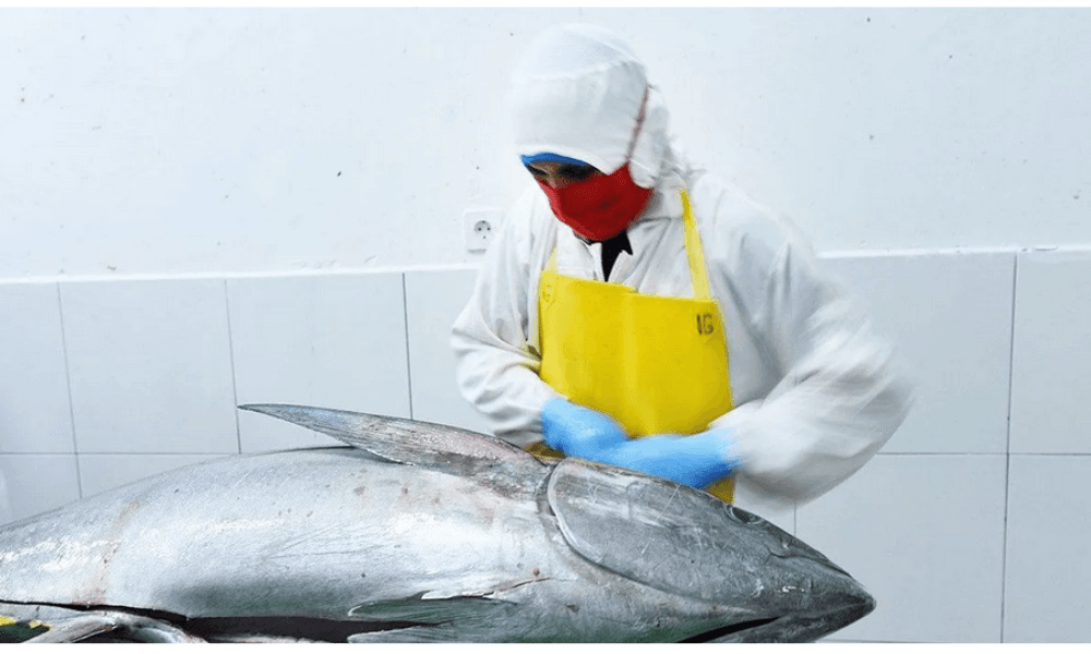 KKP Fasilitasi Tarif Nol Persen Ekspor Tuna ke Jepang, Dorong Indonesia Jadi Pemasok Utama