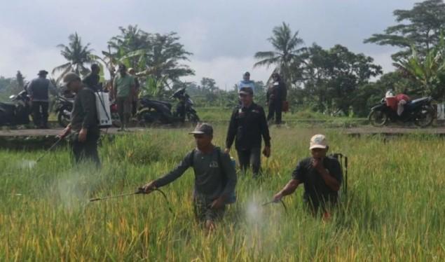 Sensus Pertanian 2023 Ungkap Ketahanan Pangan Nasional Bertumpu pada Petani Perorangan