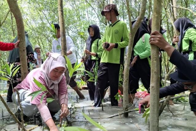 KLH Tetapkan 20.169 Hektare Wilayah Pemulihan Mangrove, Rehabilitasi Dimulai 2025