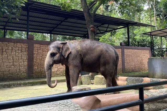 Geopix Soroti Dugaan Satwa Stres di Bandung Zoo, Desak Evaluasi Sebelum Pembukaan Kembali